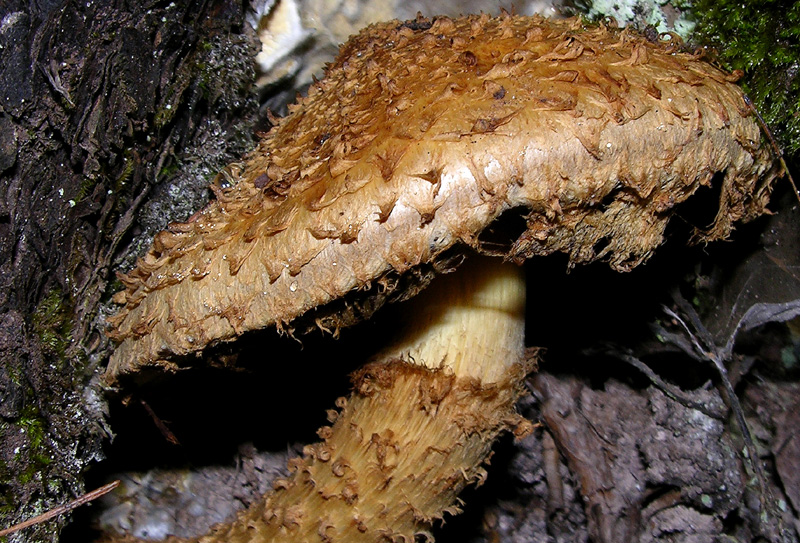 Pholiota squarrosa (Weigel: Fr.) Kummer